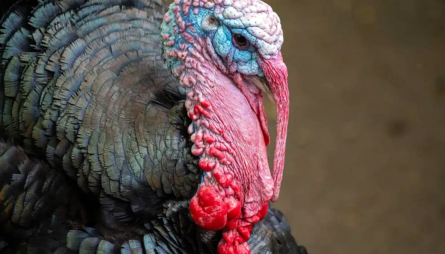 How to cook a turkey...properly