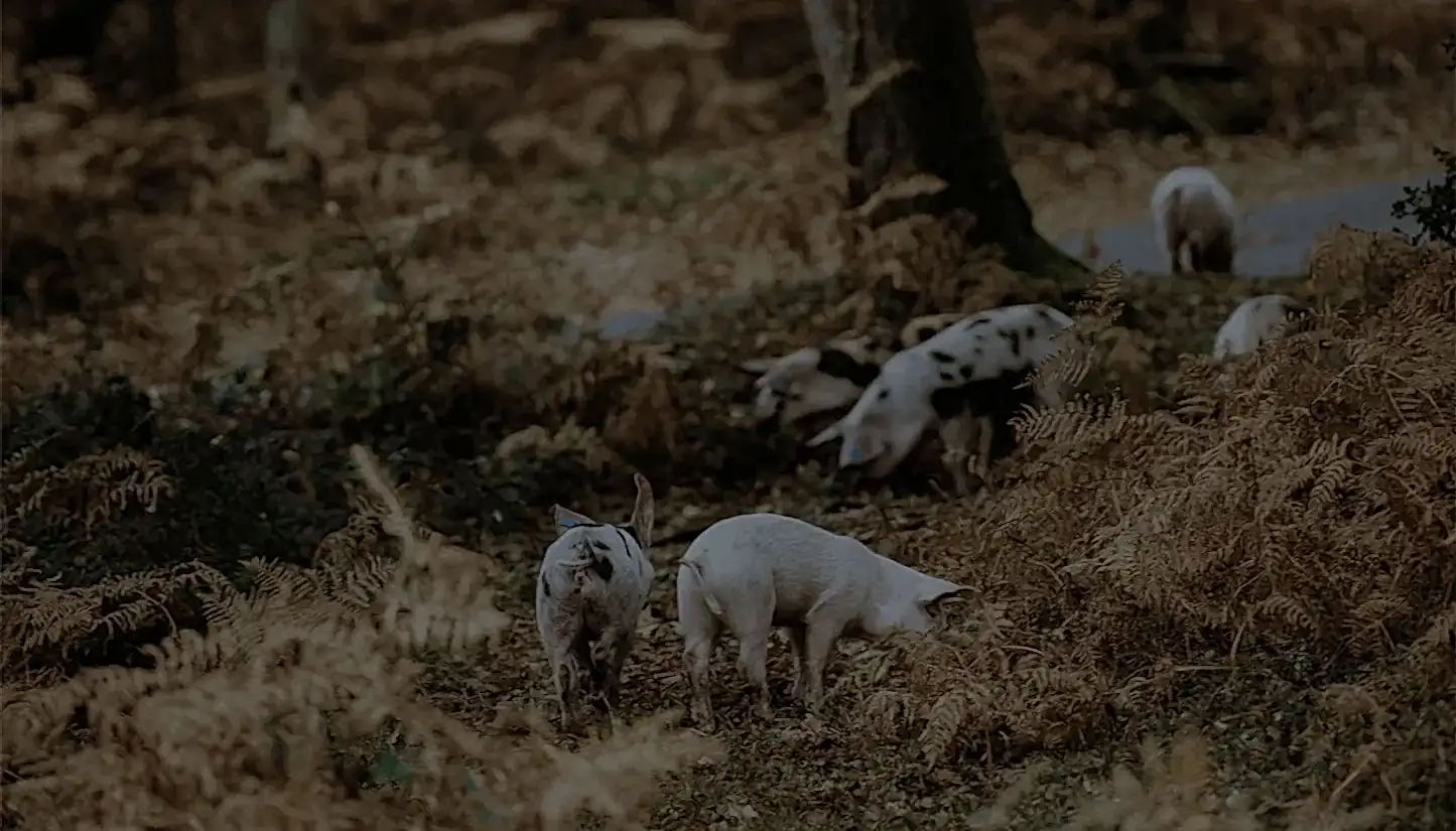 Why do we need regenerative pork?