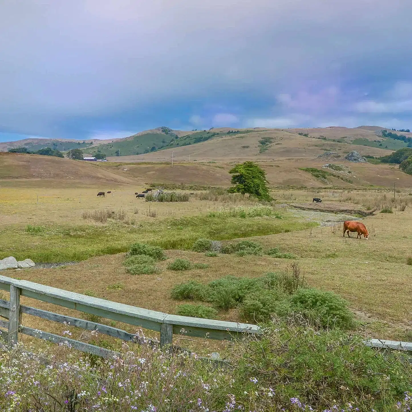 Adaptive multi-paddock grazing