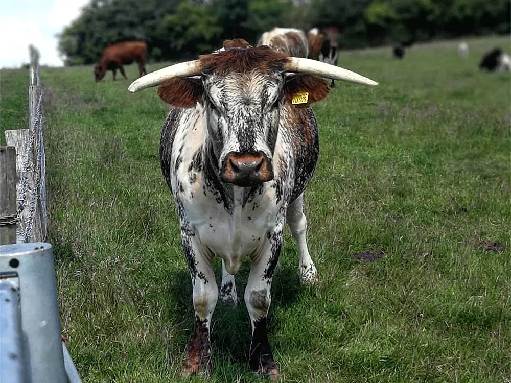 Longhorn Cattle at Egypt House Farm