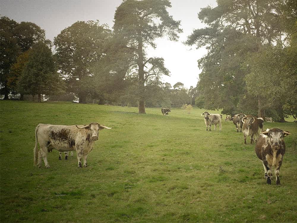 Cattle at Great Berwick