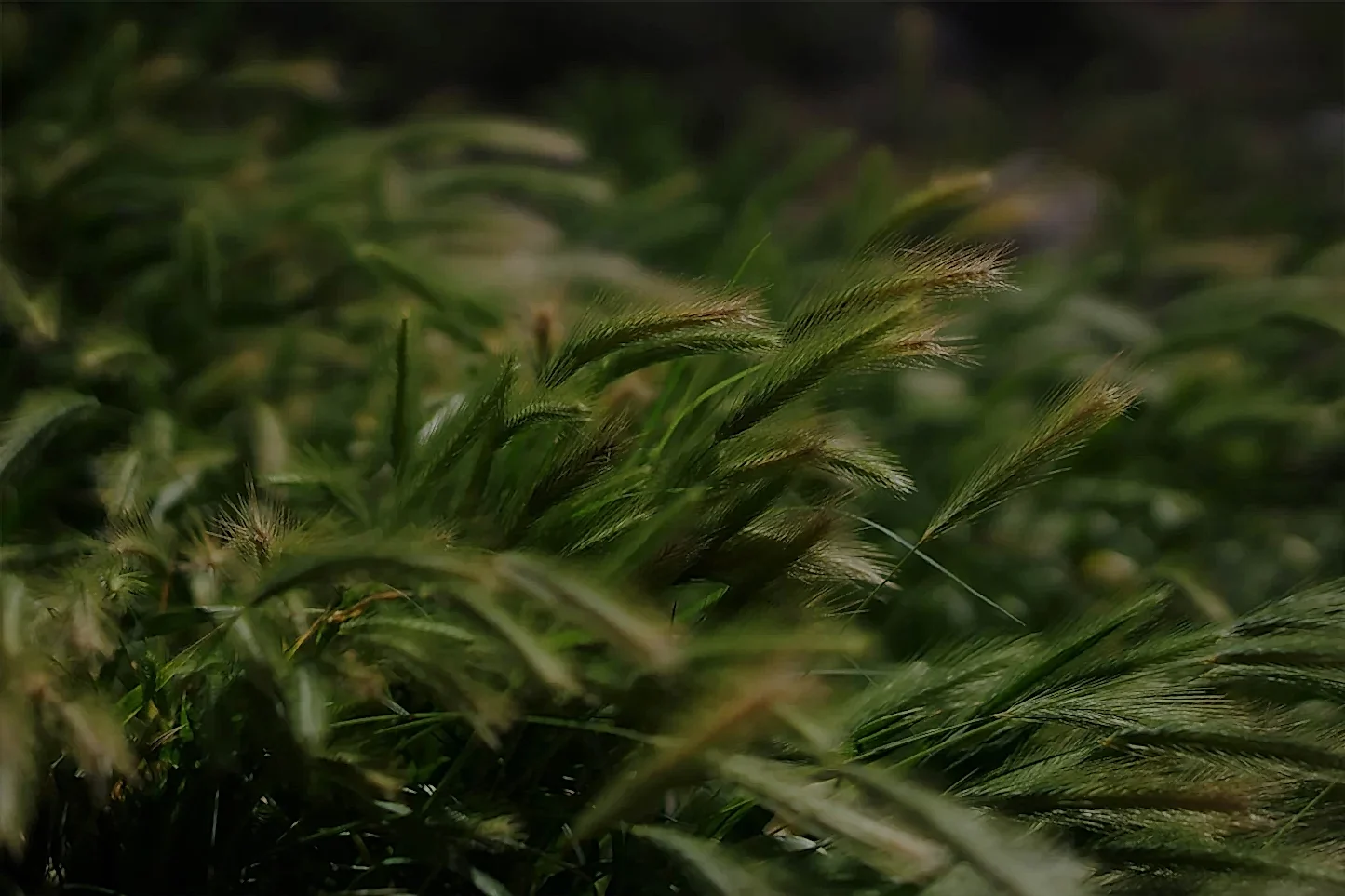 Wheat