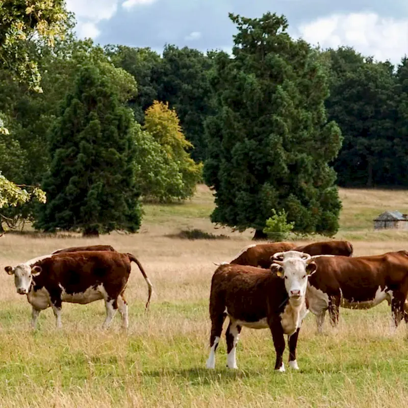 Cows standing in a grassy field with trees in the background