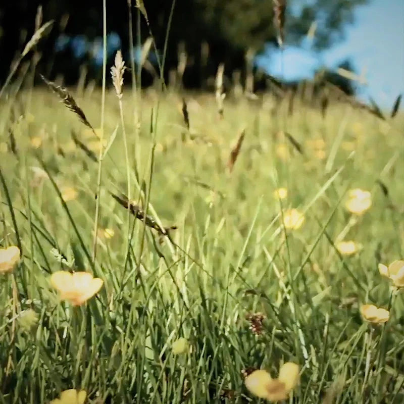 Field of tall grass with yellow flowers under a blue sky