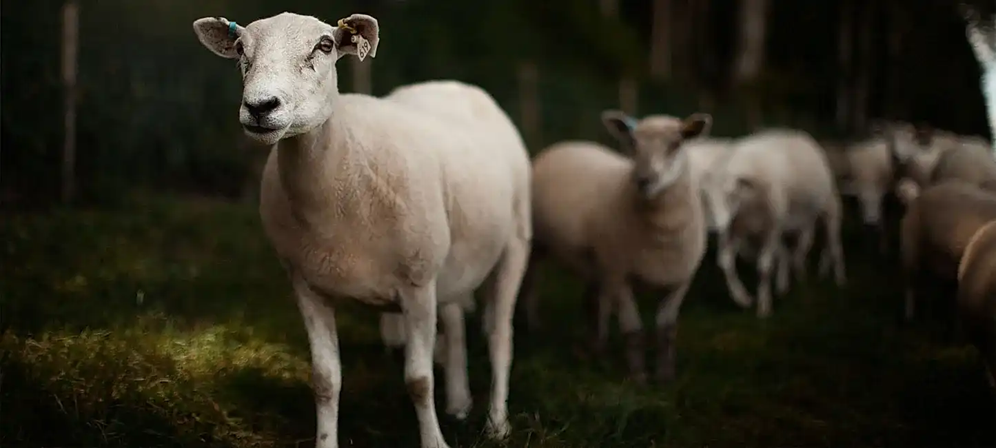 Pasture fed Lamb from The Ethical Butcher