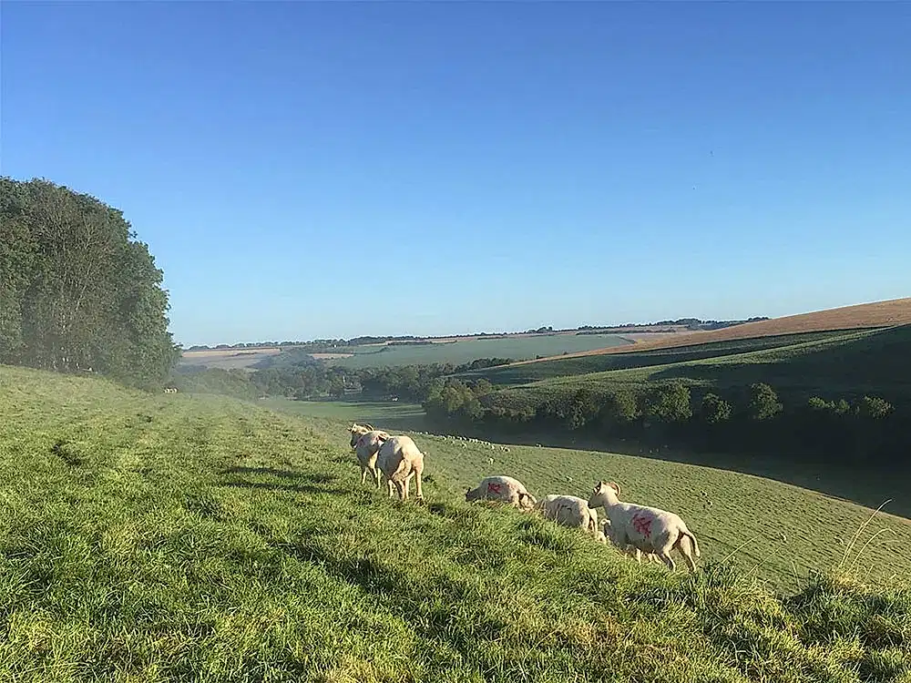 The land at Manor Farm Organics 