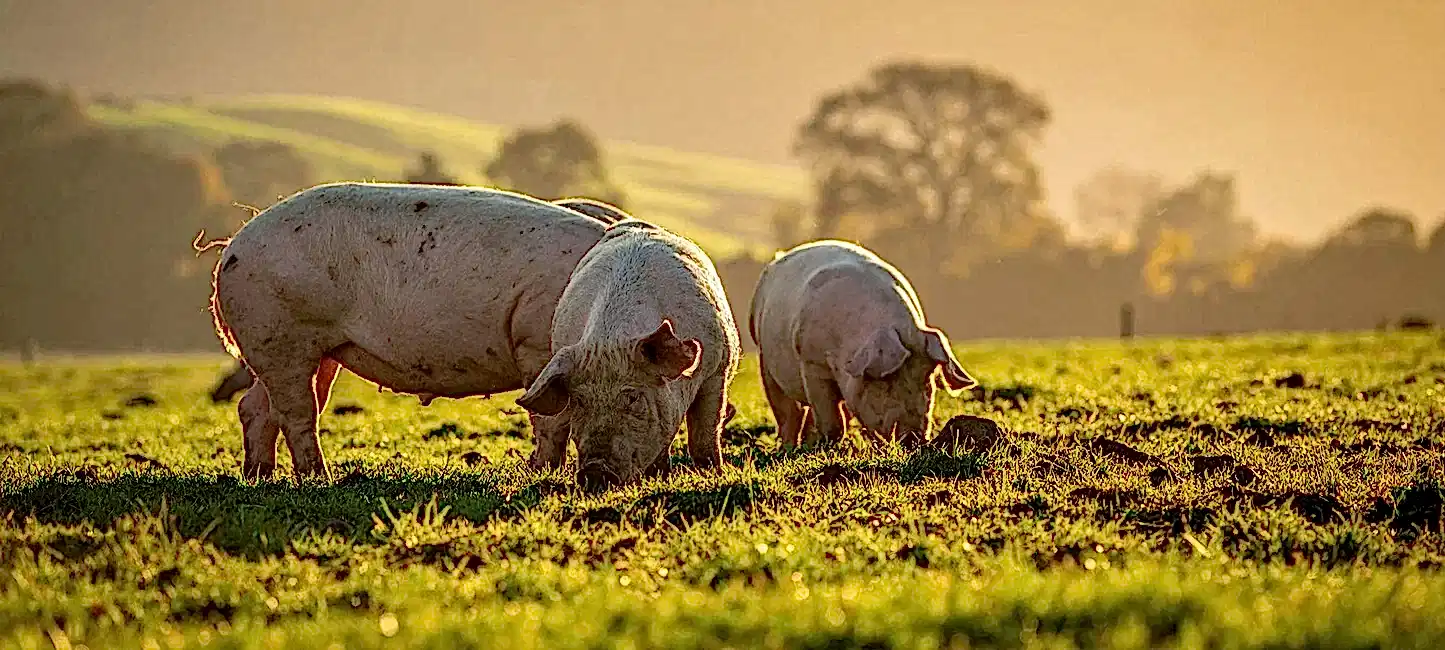 Free range pork from The Ethical Butcher