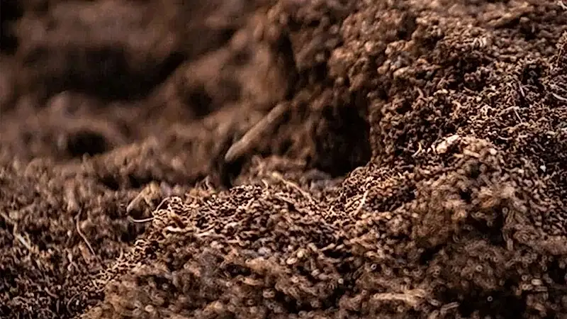 Healthy soil