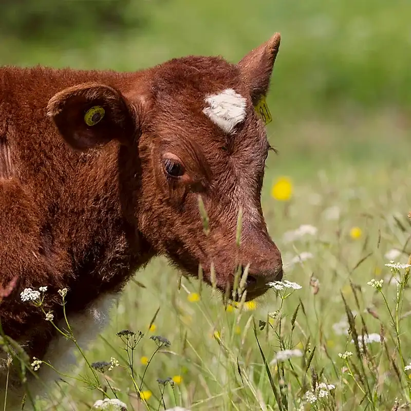 Brown cow with a white spot on its head in a grassy field with flowers