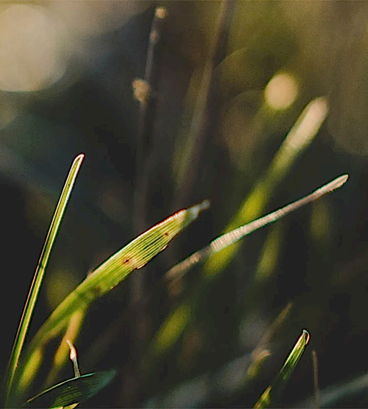 Regenerative agriculture