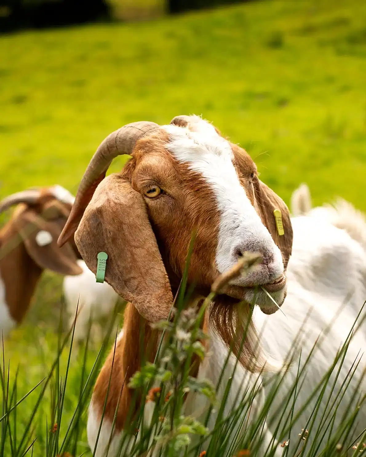 Goat with brown and white face and body standing in a grassy field.